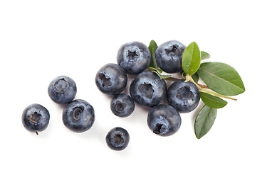 Image showing Mature bilberry