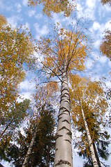 Image showing Birch Forest