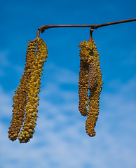 Image showing Seed buds from a birch tree hanging in front of blue sky at spri