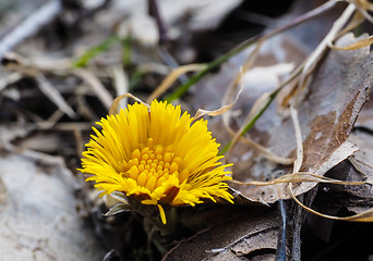 Image showing Coltsfoot growing inbetween old grey and brown leaves from autum