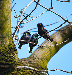 Image showing Three cuties singing