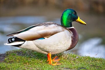 Image showing cute mallard