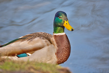 Image showing cute mallard