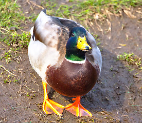 Image showing cute mallard