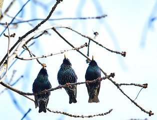 Image showing Three cuties singing