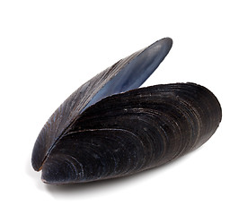 Image showing Shell of mussel isolated on white background