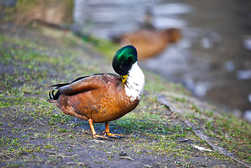 Image showing cute mallard