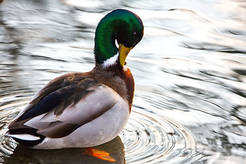 Image showing cute mallard