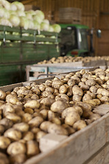 Image showing Freshly harvested potatoes and cabbages