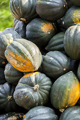 Image showing Mesa Queen Eichelkürbis Winterhorn cucurbita pumpkin pumpkins f