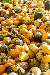Image showing decoration mini pumpkin cucurbita pumpkin pumpkins from autumn h
