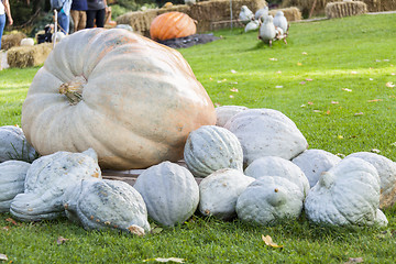 Image showing Cucurbita Maxima Giant Pumpkin cucurbita pumpkin pumpkins from a