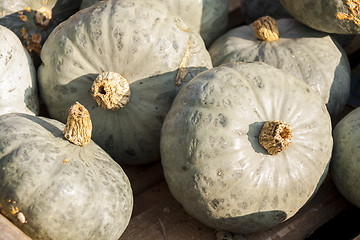 Image showing Blue blauer Hokkaido cucurbita pumpkin pumpkins from autumn harv