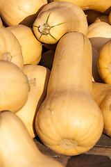 Image showing Butternut Butternuss cucurbita pumpkin pumpkins from autumn harv