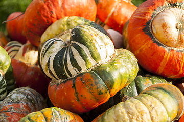 Image showing Bischofsmütze Turk Turban cucurbita pumpkin pumpkins from autum