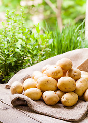 Image showing Farm fresh  potatoes on a hessian sack