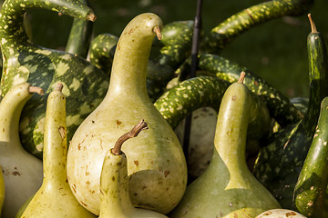 Image showing Kalebassenkürbirs cucurbita pumpkin pumpkins from autumn harves