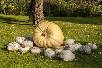 Image showing Cucurbita Maxima Giant Pumpkin cucurbita pumpkin pumpkins from a