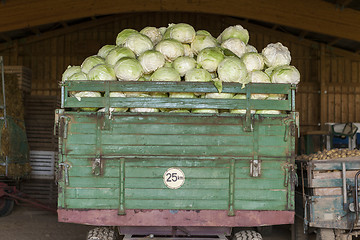 Image showing Freshly harvested potatoes and cabbages