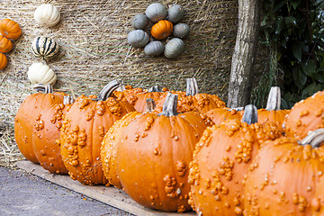 Image showing Halloween big Halloween cucurbita pumpkin pumpkins from autumn h