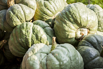 Image showing Triamble Tristar cucurbita pumpkin pumpkins from autumn harvest