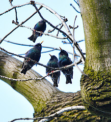 Image showing Four uties singing