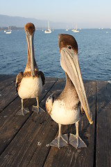 Image showing California Pelicans