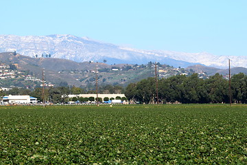 Image showing Strawberry Field