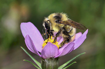 Image showing Busy Bee