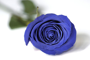 Image showing The Blue Rose
