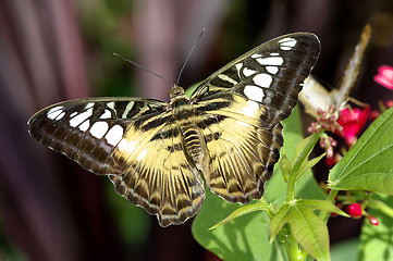 Image showing Clipper Butterfly