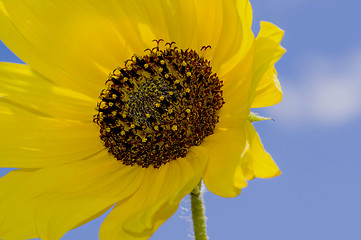 Image showing Yellow Flower