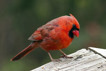 Image showing Northern Cardinal