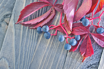 Image showing autumn leaves