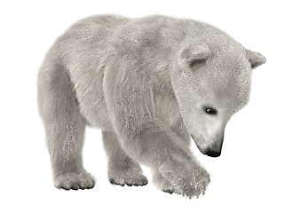 Image showing Polar Bear