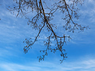Image showing branches on the clouds sky