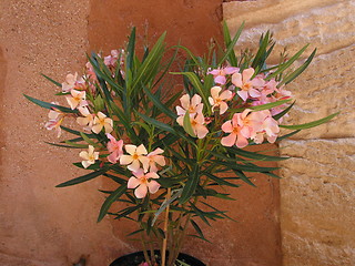 Image showing Pink Oleander