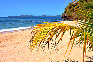 Image showing andilana beach seaweed in indian ocean leaf