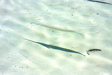 Image showing   fish   isla contoy         in mexico froath and    foam     wa