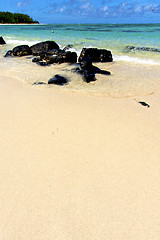 Image showing ile du cerfs seaweed in indian  