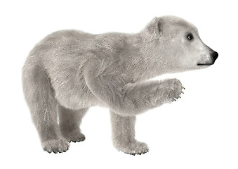 Image showing Baby Polar Bear