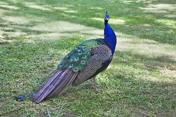 Image showing Peacock on grass