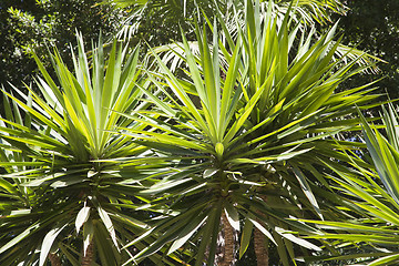 Image showing Palm trees