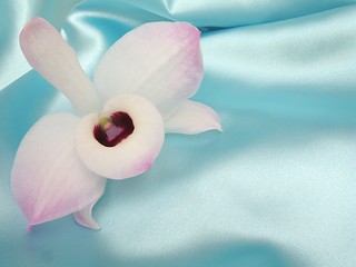 Image showing Orchid on blue satin - 3