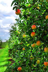 Image showing Apple orchard