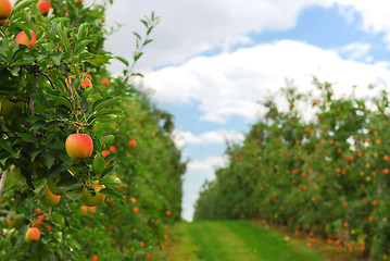 Image showing Apple orchard