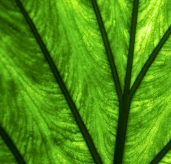 Image showing abstract  background  macro close up of a  green  