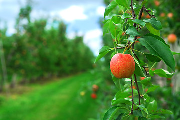 Image showing Apple orchard