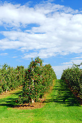 Image showing Apple orchard