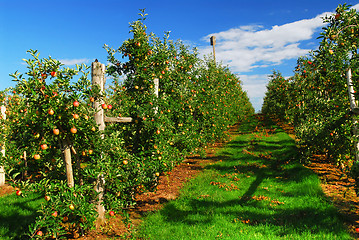 Image showing Apple orchard